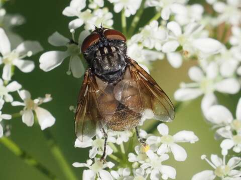 Image of Phasia subcoleoptrata (Linnaeus 1767)