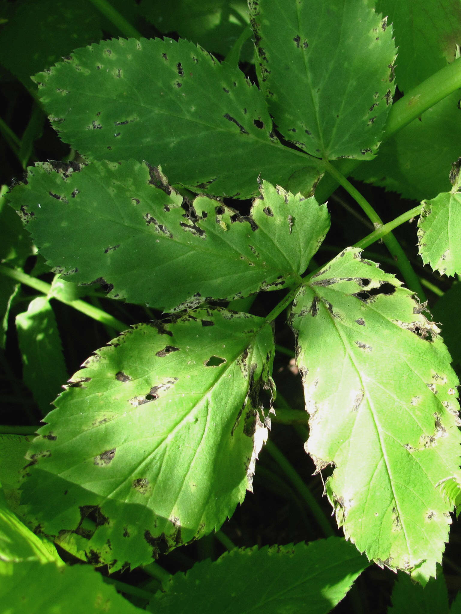 Image of Septoria aegopodii Desm.