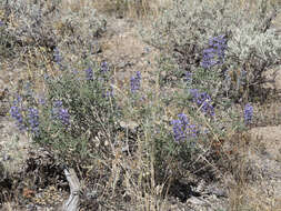 Sivun Lupinus argenteus var. utahensis (S. Watson) Barneby kuva