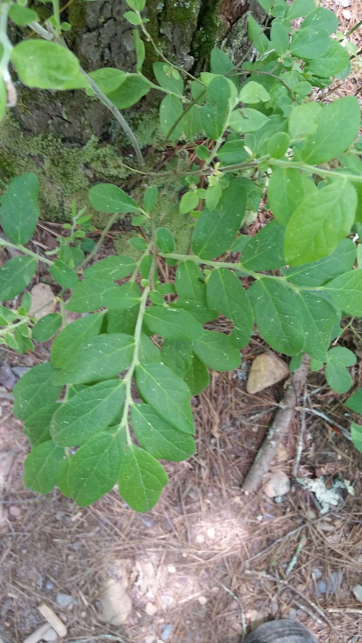 Sivun Vaccinium hirsutum Buckl. kuva