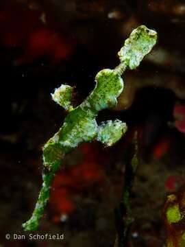 Image of Halimeda ghostpipefish