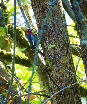 Image of Sapsucker