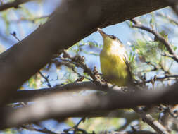 Image of Maracaibo Tody-Flycatcher