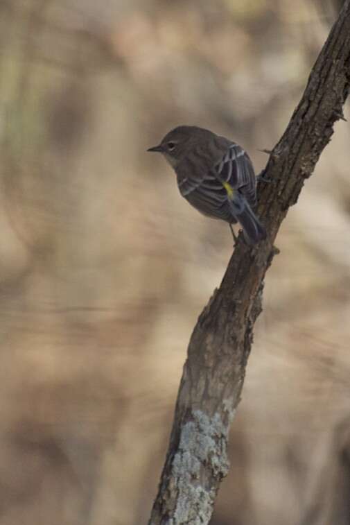 Image of Myrtle Warbler