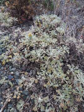 Artemisia kruhsiana subsp. alaskana (Rydb.) D. F. Murray & Elven的圖片