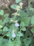 Imagem de Stachys natalensis var. natalensis