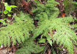 Image of single crepe fern