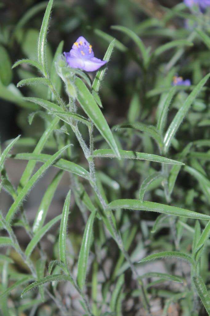 Image de Tradescantia nuevoleonensis Matuda