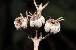 Image of Deutzia pulchra S. Vidal