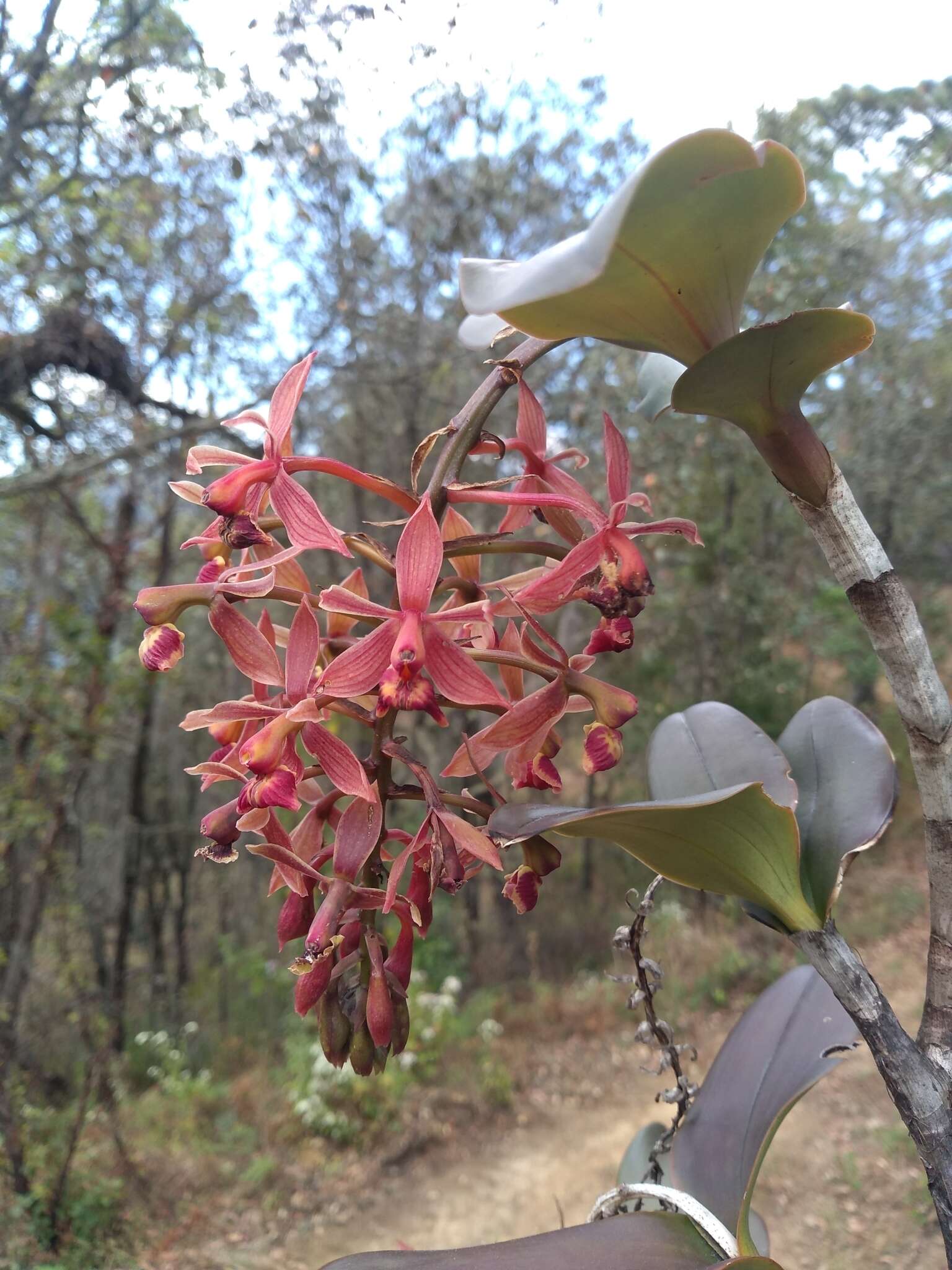 Imagem de Epidendrum radioferens (Ames, F. T. Hubb. & C. Schweinf.) Hágsater