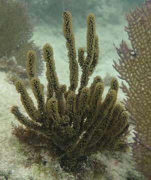 Image of Black Sea rod