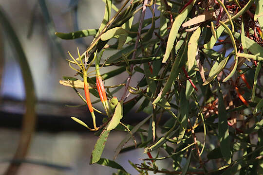 Image of Northern mistletoe