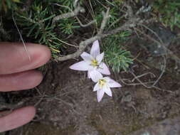 Image of Hesperantha candida Baker