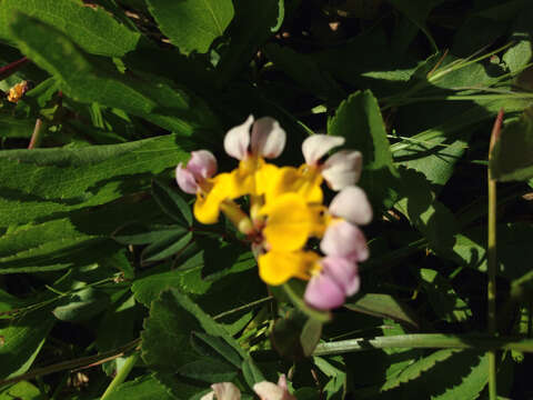 Image de Hosackia gracilis Benth.