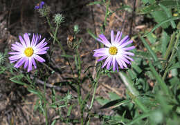 Imagem de Dieteria asteroides Torr.