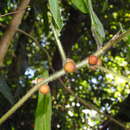 Image of Ficus simplicissima Lour.