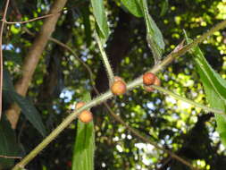 Image of Ficus simplicissima Lour.
