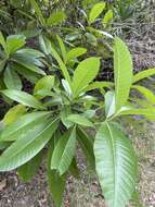 Alstonia macrophylla Wall. ex G. Don resmi