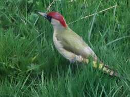 Image of Picus viridis viridis Linnaeus 1758