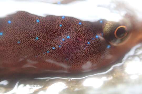 Image of New Zealand urchin clingfish