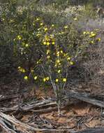 Image of Hibbertia exasperata (Steudel) Briq.