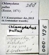 صورة Chlamydatus pullus (Reuter 1870)