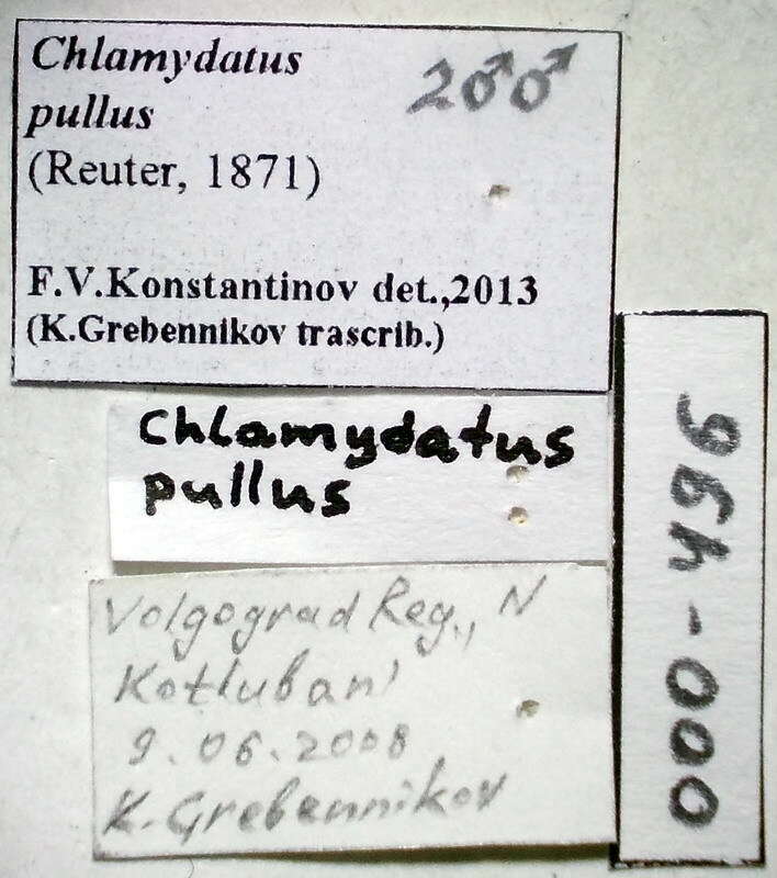 صورة Chlamydatus pullus (Reuter 1870)