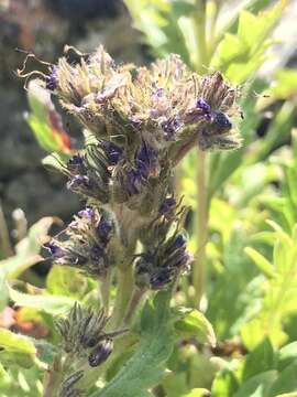 Image of alpine phacelia