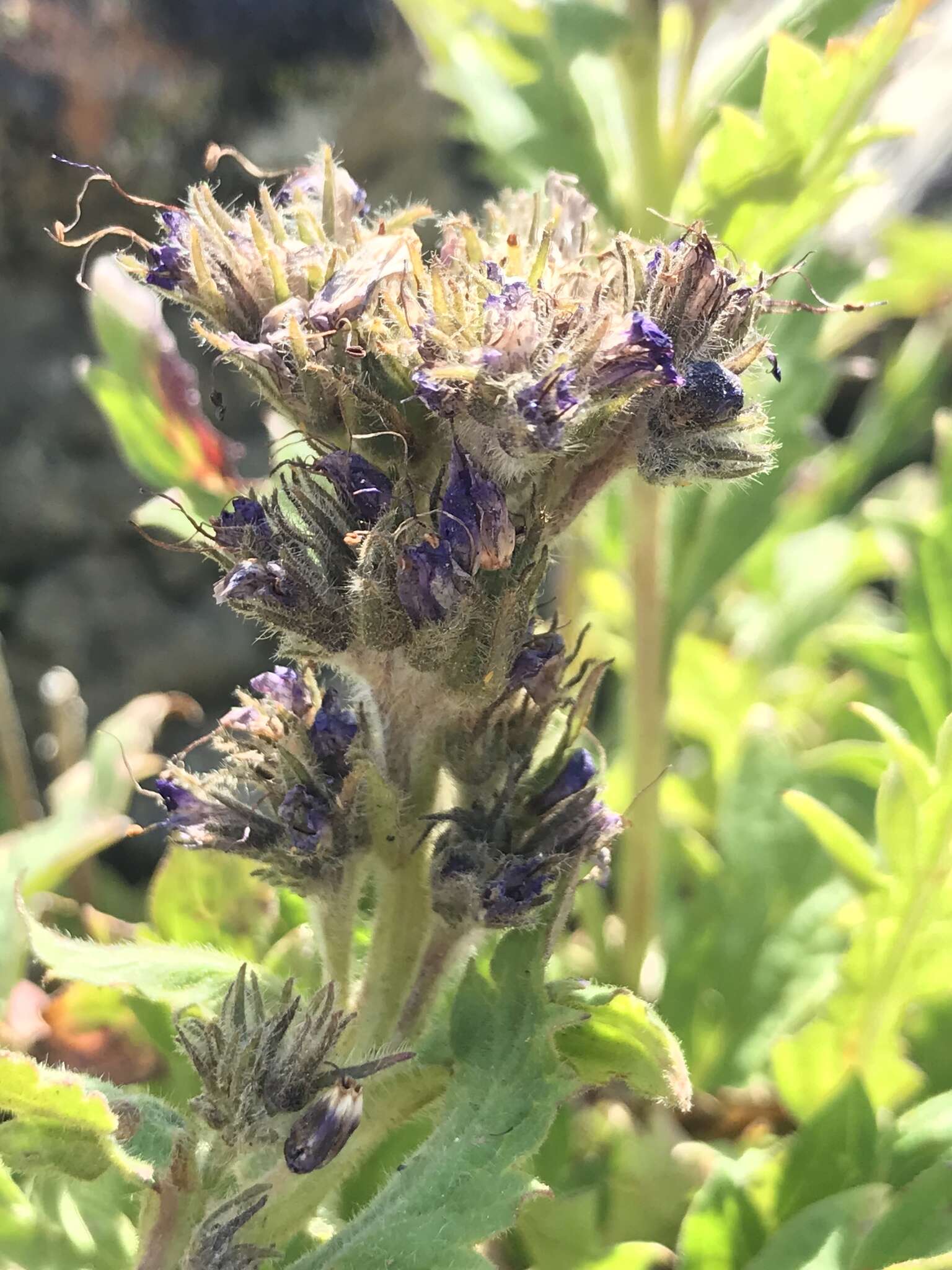 Image de Phacelia lyallii (A. Gray) Rydb.