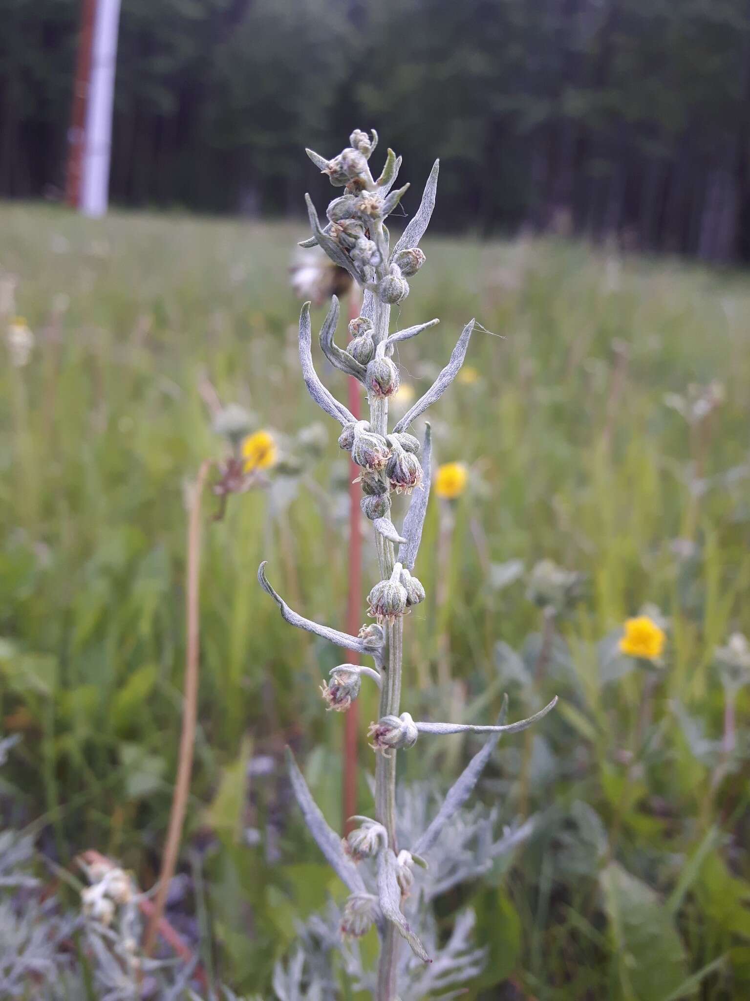 Image of Michaux's wormwood