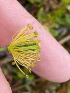 Image of Lapland poppy