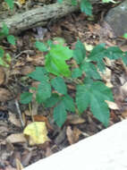 Image of eastern poison ivy