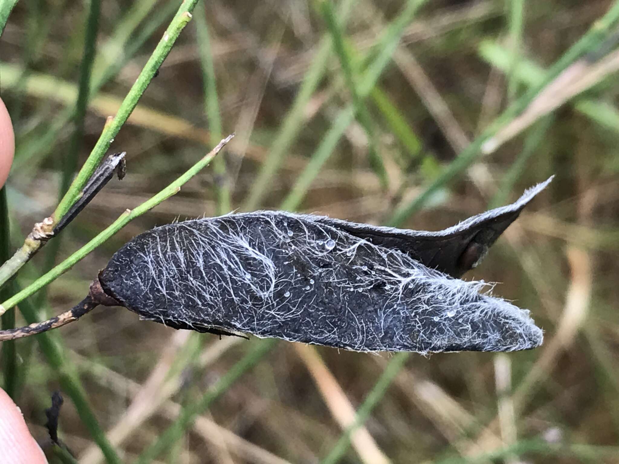 Слика од Cytisus grandiflorus (Brot.) DC.