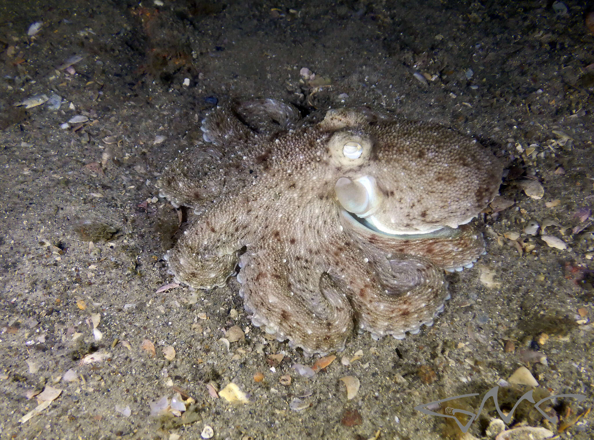 Image of Octopus australis Hoyle 1885