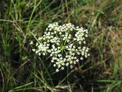 Pimpinella caffra (Eckl. & Zeyh.) D. Dietr. resmi