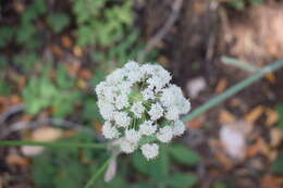 Image of woolly angelica