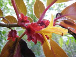 Image of Columnea rutilans Sw.