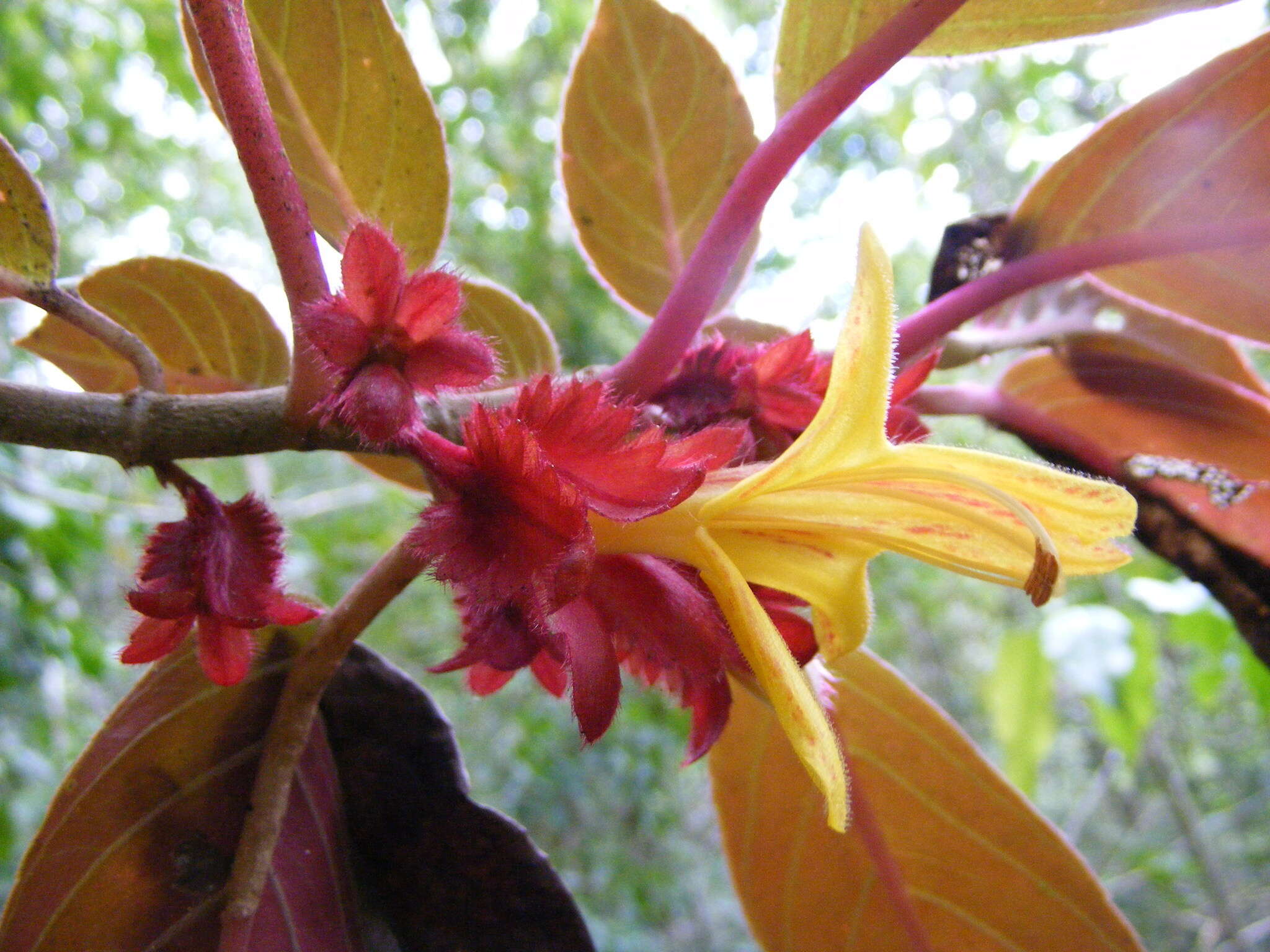 Image of Columnea rutilans Sw.