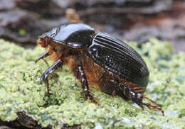 Image of Adoryphorus couloni (Burmeister 1847)