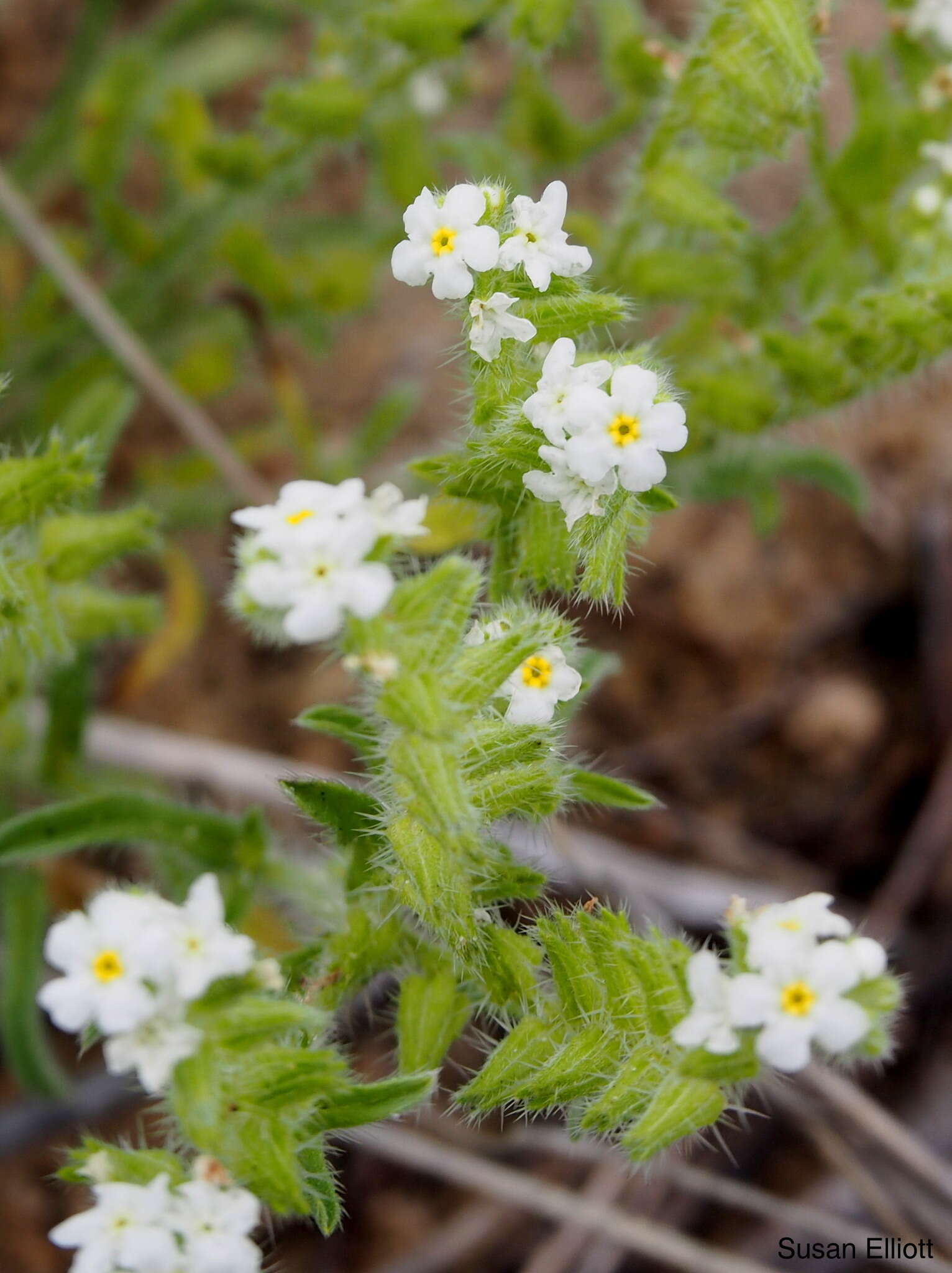 Plancia ëd Cryptantha crassisepala (Torr. & Gray) Greene