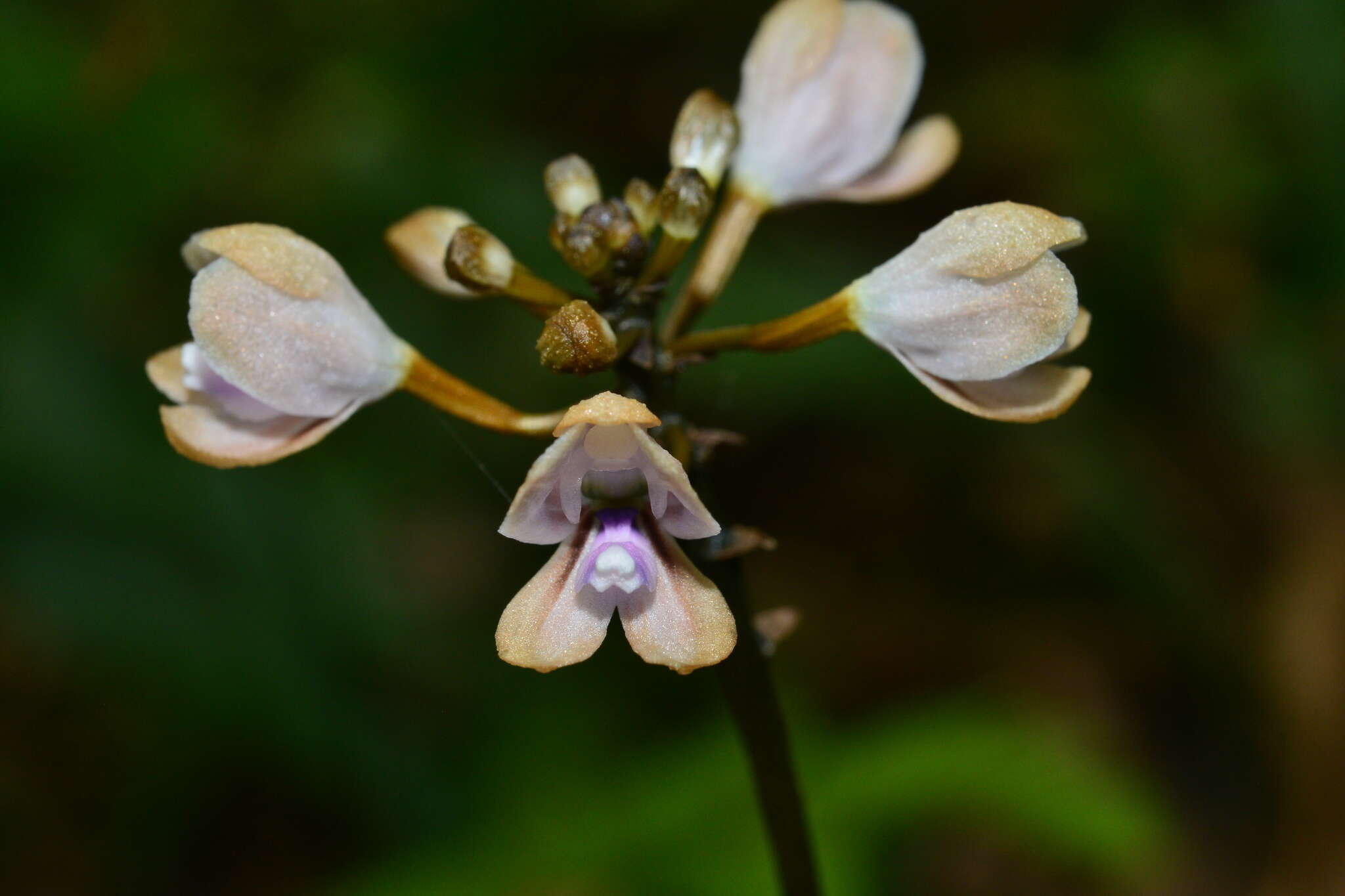 Didymoplexiella siamensis (Rolfe ex Downie) Seidenf. resmi