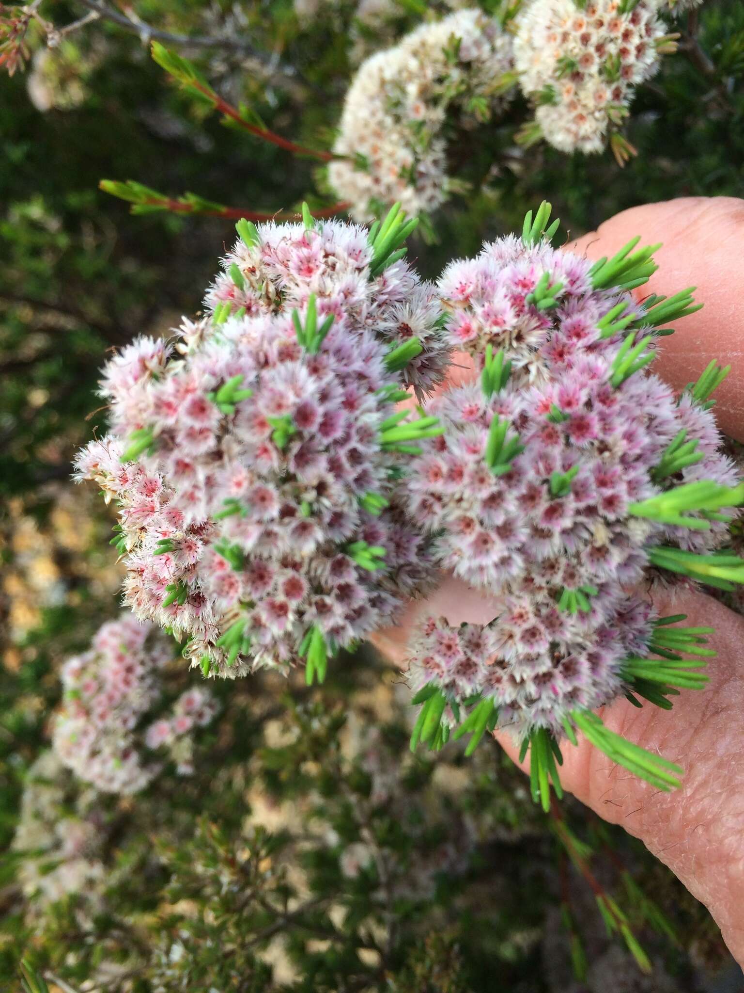 Verticordia minutiflora F. Müll. resmi