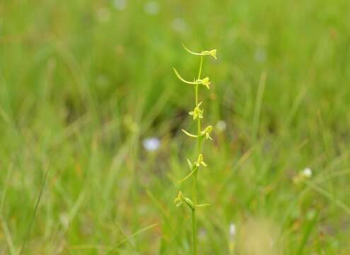 Plancia ëd Platanthera nipponica Makino