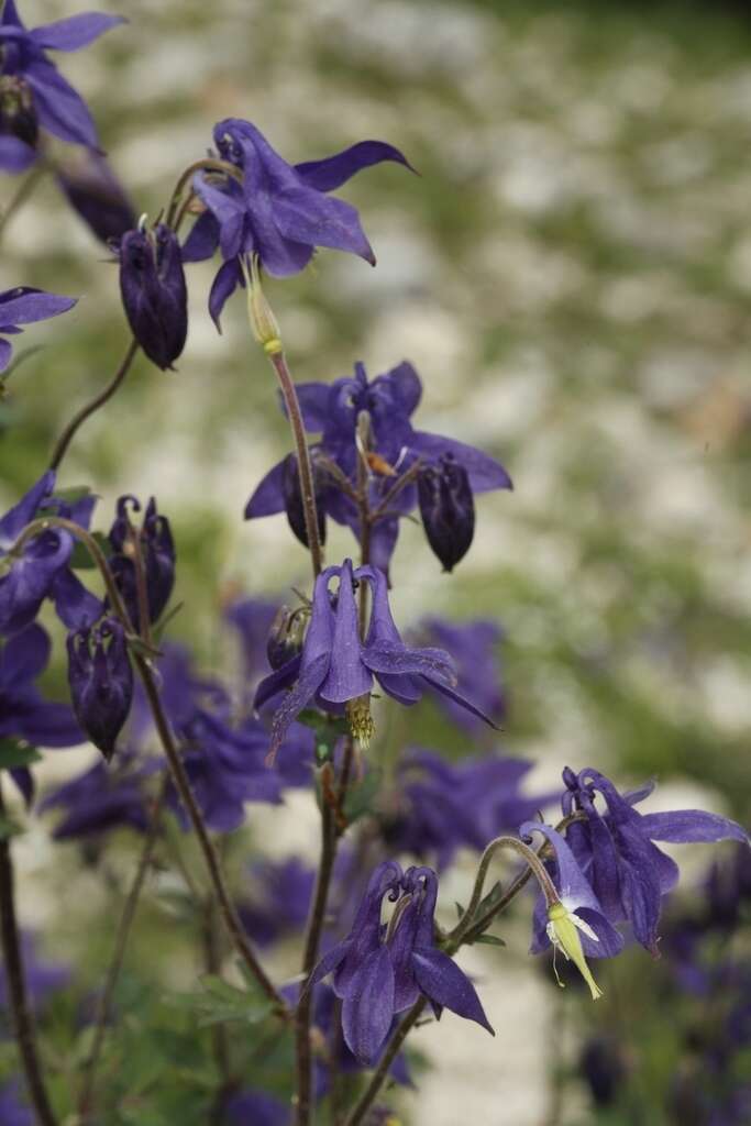 Image of Aquilegia dumeticola Jord.