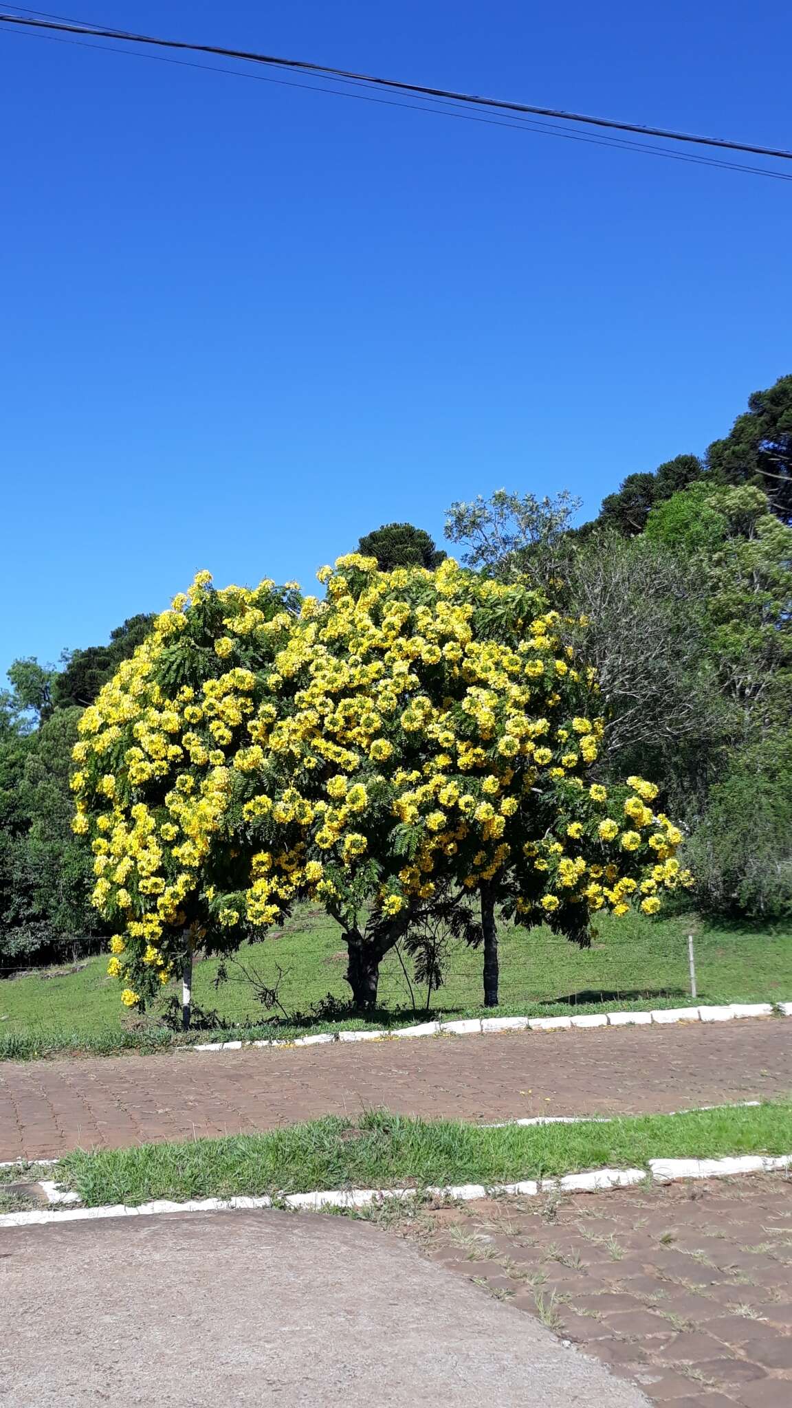 Imagem de Cassia leptophylla Vogel