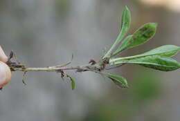 Silene nutans subsp. insubrica (Gaudin) Soldano resmi