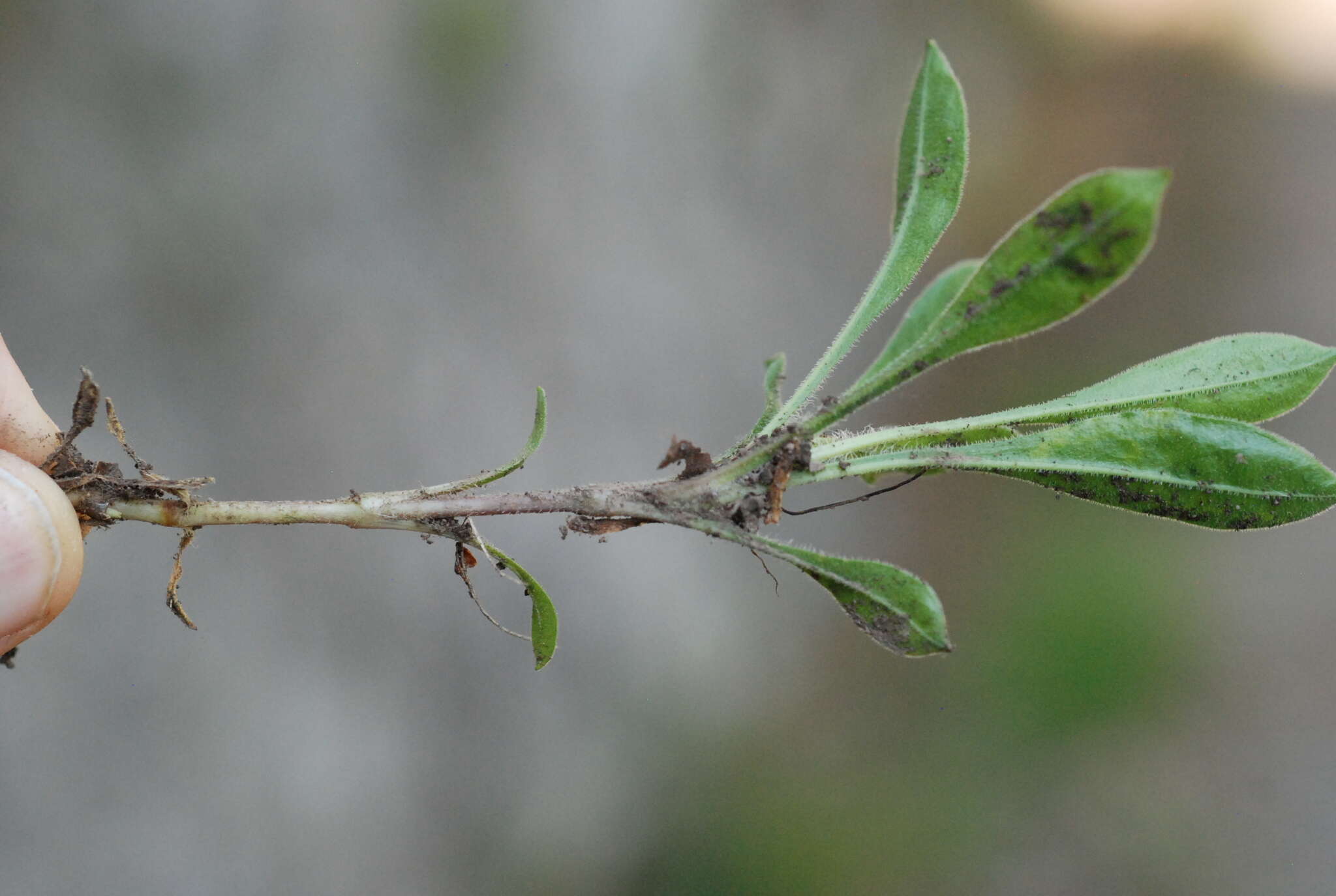 Silene nutans subsp. insubrica (Gaudin) Soldano的圖片