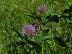 Image of Bombus muscorum (Linnaeus 1758)