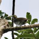 Image of Makira Honeyeater