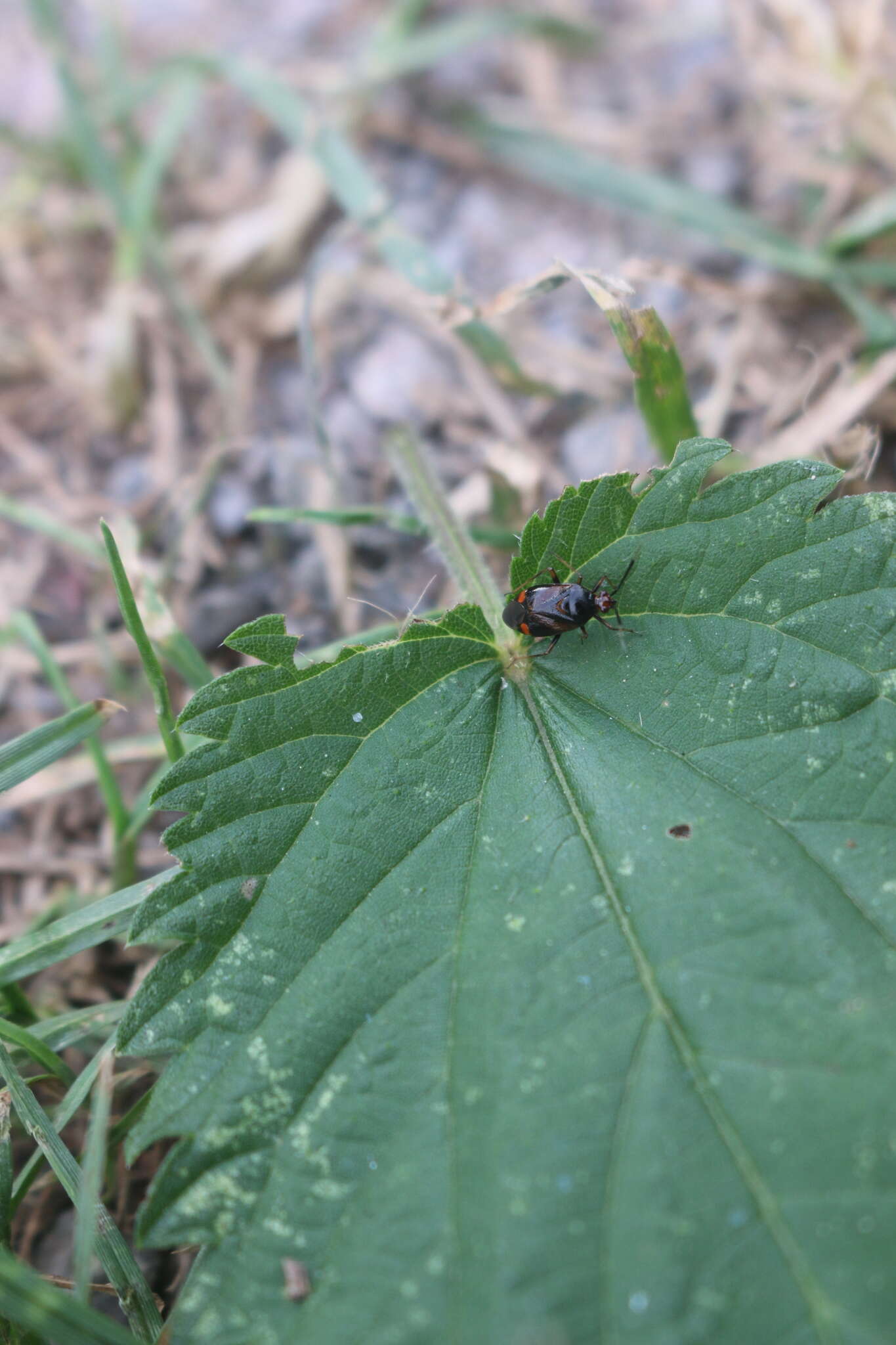 Image of red capsid bug